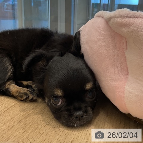 愛知県のチワワ(ロング) (ペットプラス 熱田店/2025年12月1日生まれ/女の子/ブラックタンホワイト)の子犬の4枚目の画像