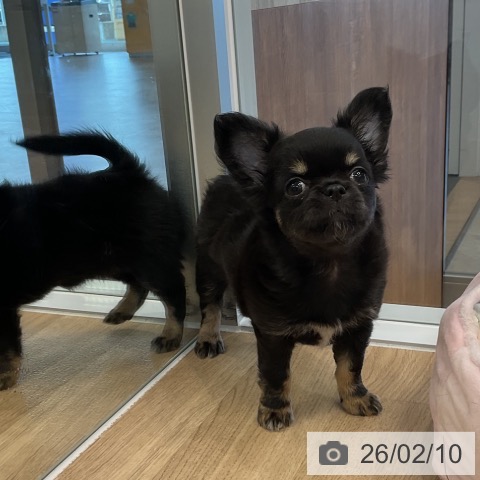 愛知県のチワワ(ロング) (ペットプラス 熱田店/2025年12月1日生まれ/女の子/ブラックタンホワイト)の子犬の3枚目の画像