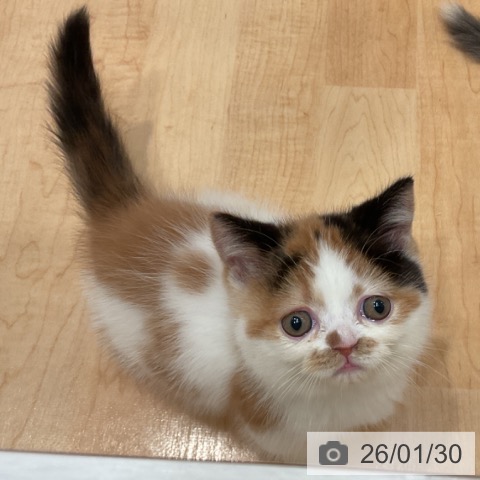 愛知県のミヌエット (ペットプラス 名古屋茶屋店/2025年11月25日生まれ/女の子/ブラウンパッチドタビーホワイト)の子猫の4枚目の画像