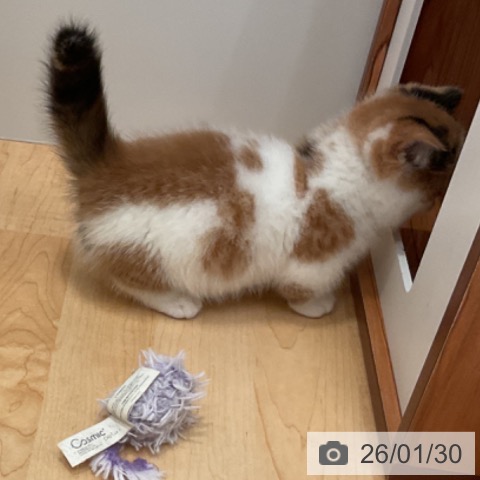 愛知県のミヌエット (ペットプラス 名古屋茶屋店/2025年11月25日生まれ/女の子/ブラウンパッチドタビーホワイト)の子猫の3枚目の画像