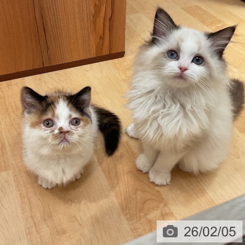 愛知県のミヌエット (ペットプラス 名古屋茶屋店/2025年11月25日生まれ/女の子/ブラウンパッチドタビーホワイト)の子猫の4枚目の画像