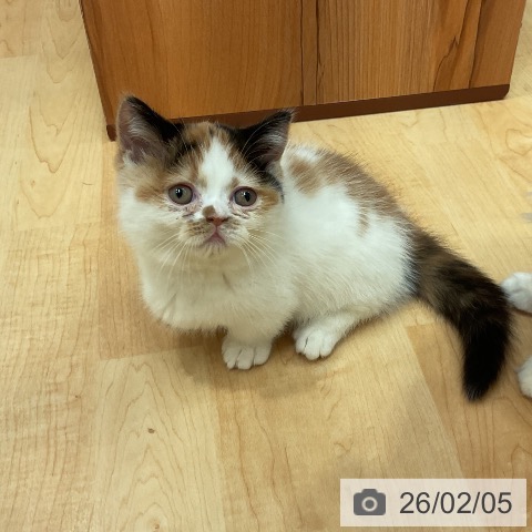 愛知県のミヌエット (ペットプラス 名古屋茶屋店/2025年11月25日生まれ/女の子/ブラウンパッチドタビーホワイト)の子猫の3枚目の画像
