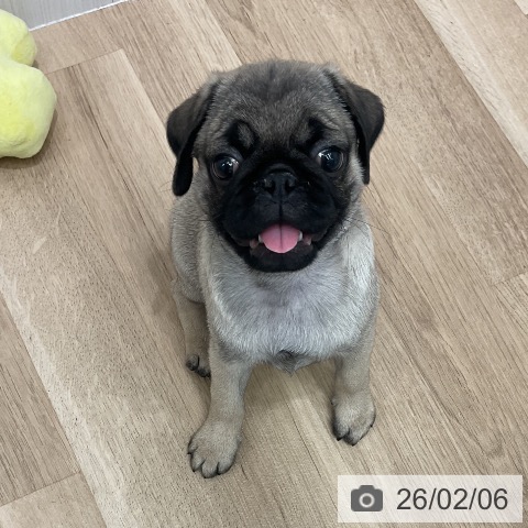 パグの写真