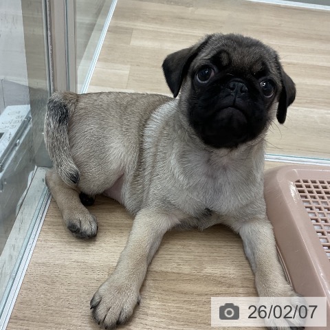 愛知県のパグ (ペットプラス 熱田店/2025年11月29日生まれ/男の子/フォーン)の子犬の4枚目の画像