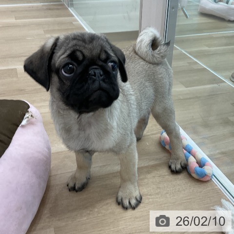 愛知県のパグ (ペットプラス 熱田店/2025年11月29日生まれ/男の子/フォーン)の子犬の4枚目の画像