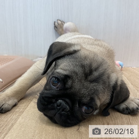 愛知県のパグ (ペットプラス 熱田店/2025年11月29日生まれ/男の子/フォーン)の子犬の4枚目の画像