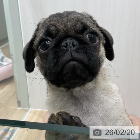 愛知県のパグ (ペットプラス 熱田店/2025年11月29日生まれ/男の子/フォーン)の子犬の4枚目の画像