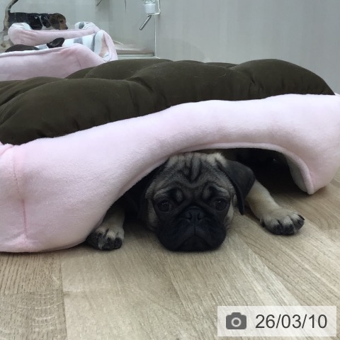 愛知県のパグ (ペットプラス 千音寺店/2025年11月29日生まれ/男の子/フォーン)の子犬の4枚目の画像