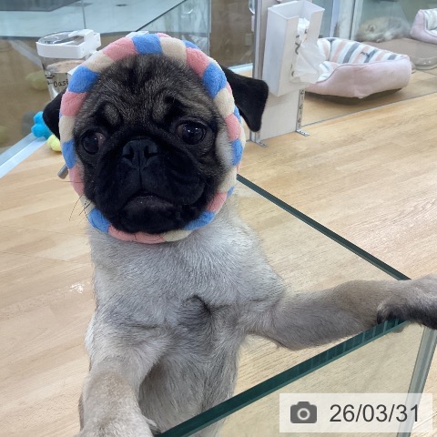 埼玉県のパグ (ペットプラス 羽生店/2025年11月29日生まれ/男の子/フォーン)の子犬の3枚目の画像