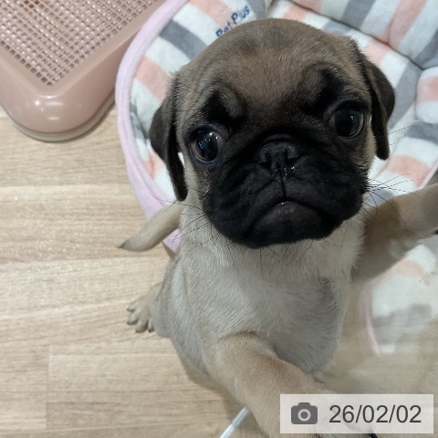 パグの写真
