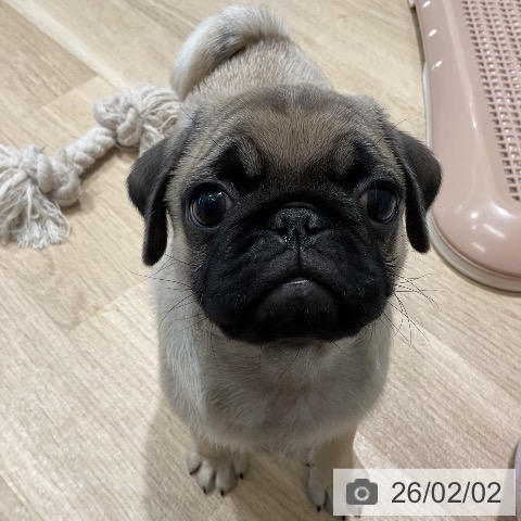 パグの写真
