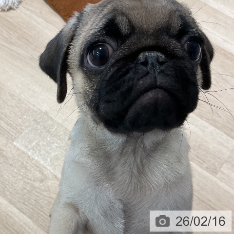パグの写真