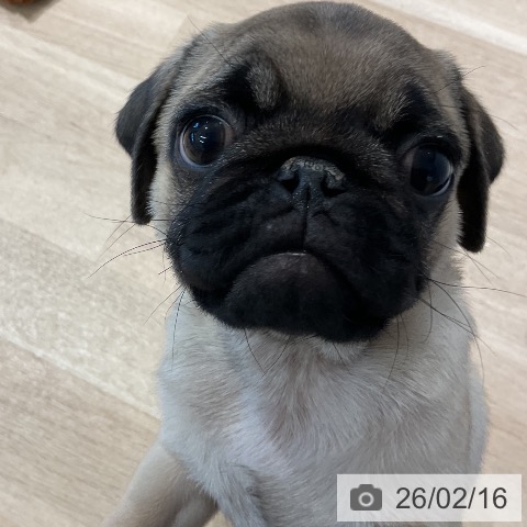 パグの写真