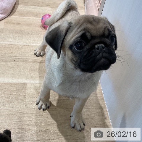 パグの写真