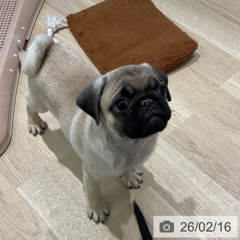 パグの写真