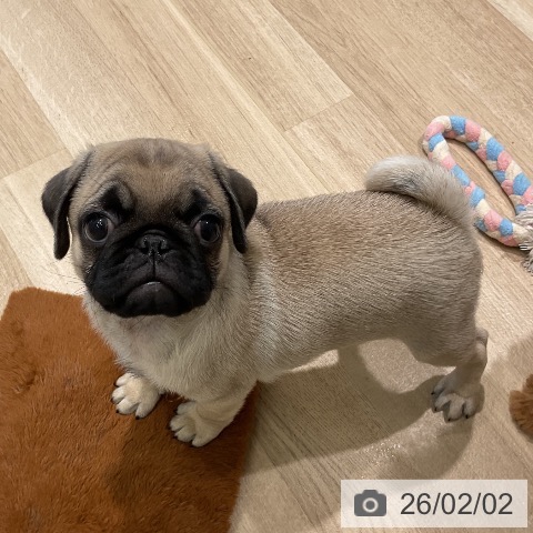 三重県のパグ (ペットプラス 鈴鹿店/2025年11月29日生まれ/男の子/フォーン)の子犬の4枚目の画像