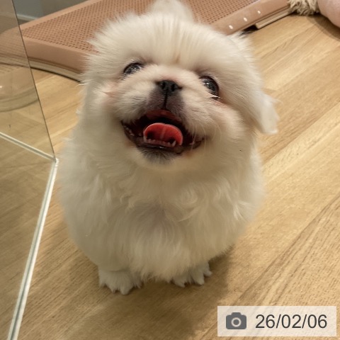 三重県のペキニーズ (ペットプラス 鈴鹿店/2025年12月1日生まれ/男の子/ホワイト)の子犬の4枚目の画像