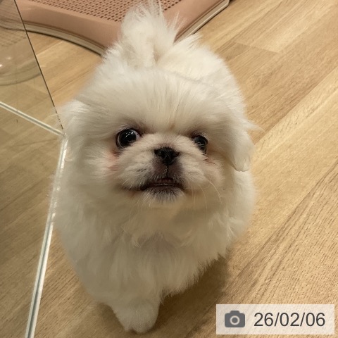 三重県のペキニーズ (ペットプラス 鈴鹿店/2025年12月1日生まれ/男の子/ホワイト)の子犬の3枚目の画像