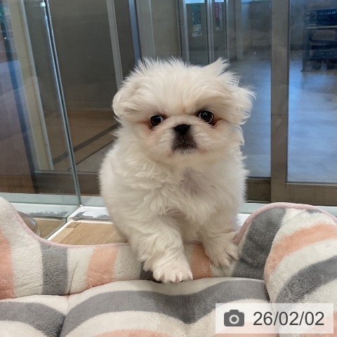 ペキニーズの写真