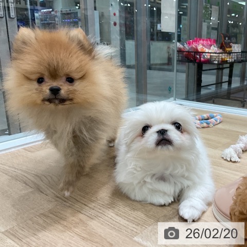 愛知県のペキニーズ (ペットプラス 熱田店/2025年12月1日生まれ/女の子/クリーム)の子犬の4枚目の画像