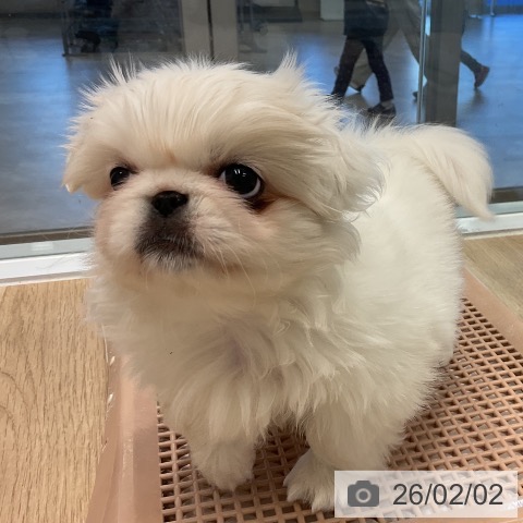 ペキニーズの写真