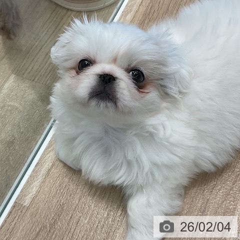 愛知県のペキニーズ (ペットプラス 東浦店/2025年12月1日生まれ/女の子/クリーム)の子犬の3枚目の画像