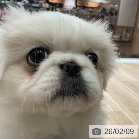 愛知県のペキニーズ (ペットプラス イオンモール豊川店/2025年12月1日生まれ/女の子/クリーム)の子犬の4枚目の画像