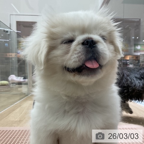 愛知県のペキニーズ (ペットプラス イオンモール豊川店/2025年12月1日生まれ/女の子/クリーム)の子犬の4枚目の画像