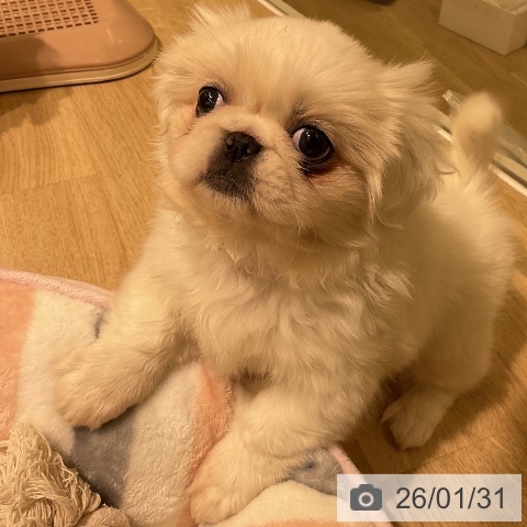 愛知県のペキニーズ (ペットプラス イオンモール豊川店/2025年12月1日生まれ/女の子/クリーム)の子犬の3枚目の画像