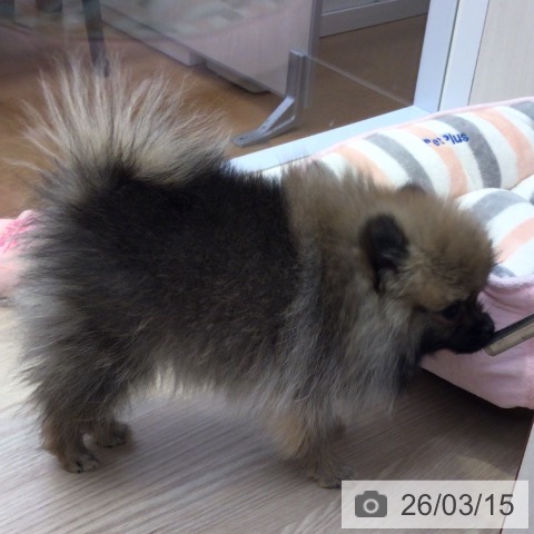 ポメラニアンの写真