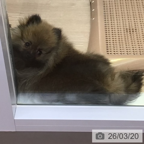 ポメラニアンの写真