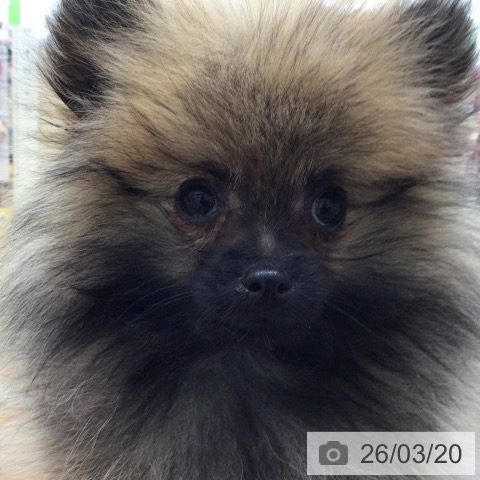 ポメラニアンの写真