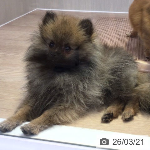 ポメラニアンの写真
