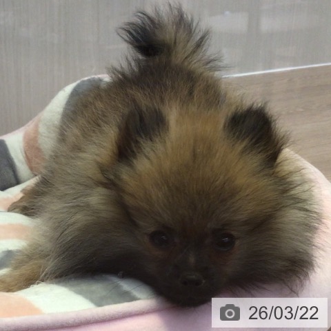 ポメラニアンの写真