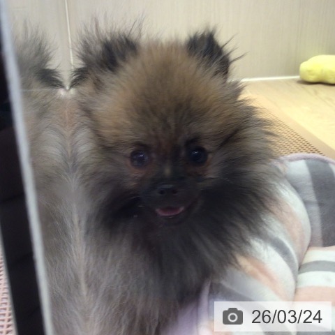 ポメラニアンの写真