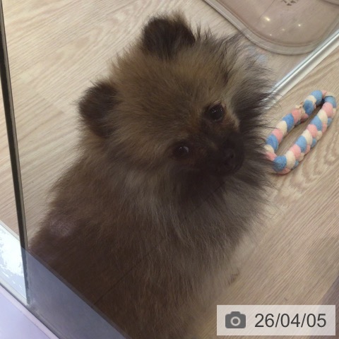 ポメラニアンの写真