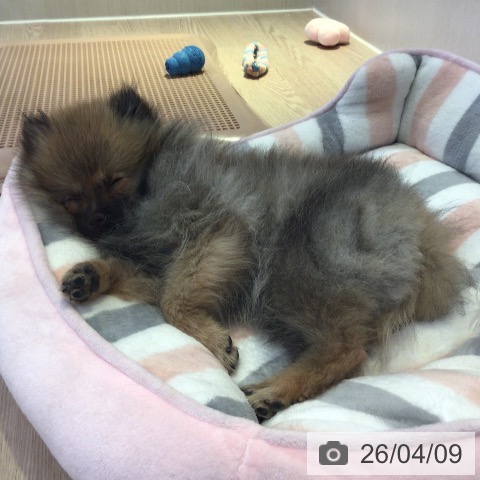 ポメラニアンの写真