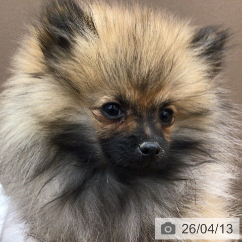 ポメラニアンの写真