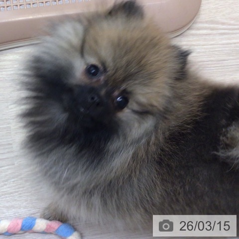 ポメラニアンの写真