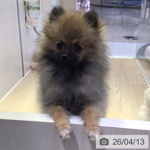 ポメラニアンの写真