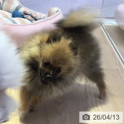 ポメラニアンの写真