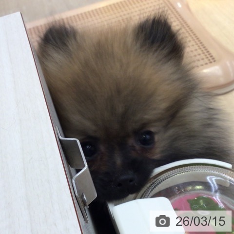 ポメラニアンの写真