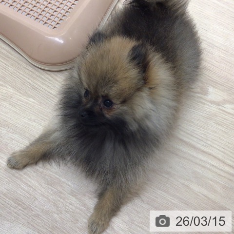 ポメラニアンの写真