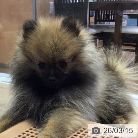 ポメラニアンの写真