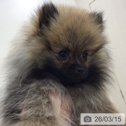 ポメラニアンの写真