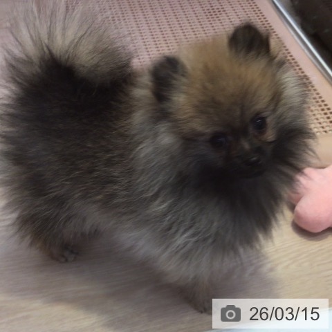 ポメラニアンの写真
