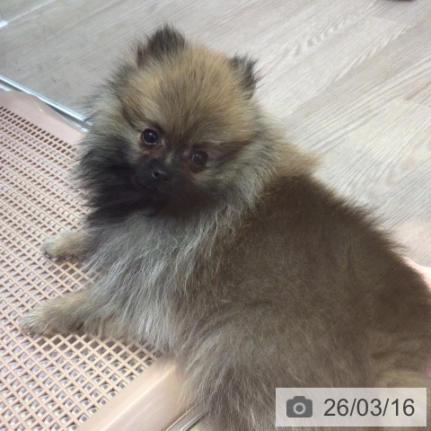 富山県のポメラニアン (ペットプラス となみ店/2025年11月30日生まれ/女の子/オレンジ)の子犬の4枚目の画像