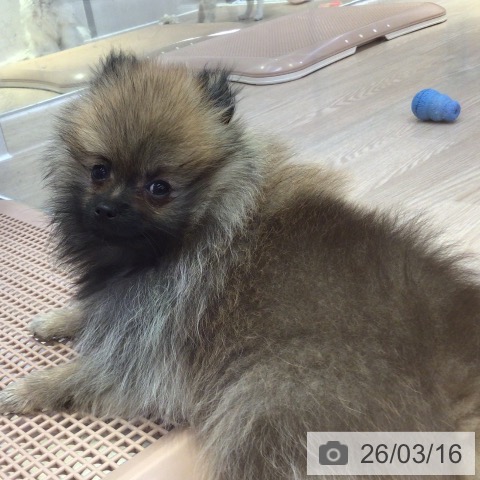 富山県のポメラニアン (ペットプラス となみ店/2025年11月30日生まれ/女の子/オレンジ)の子犬の3枚目の画像