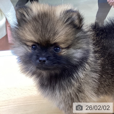 三重県のポメラニアン (ペットプラス 津南店/2025年11月30日生まれ/女の子/オレンジ)の子犬の3枚目の画像