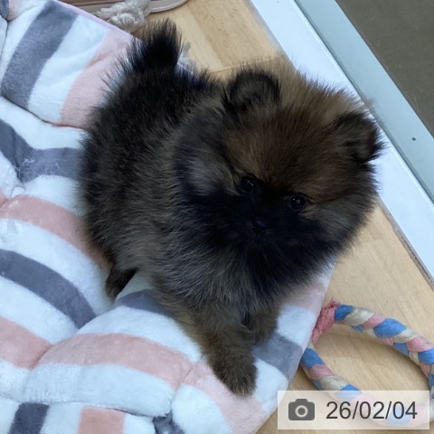 ポメラニアンの写真